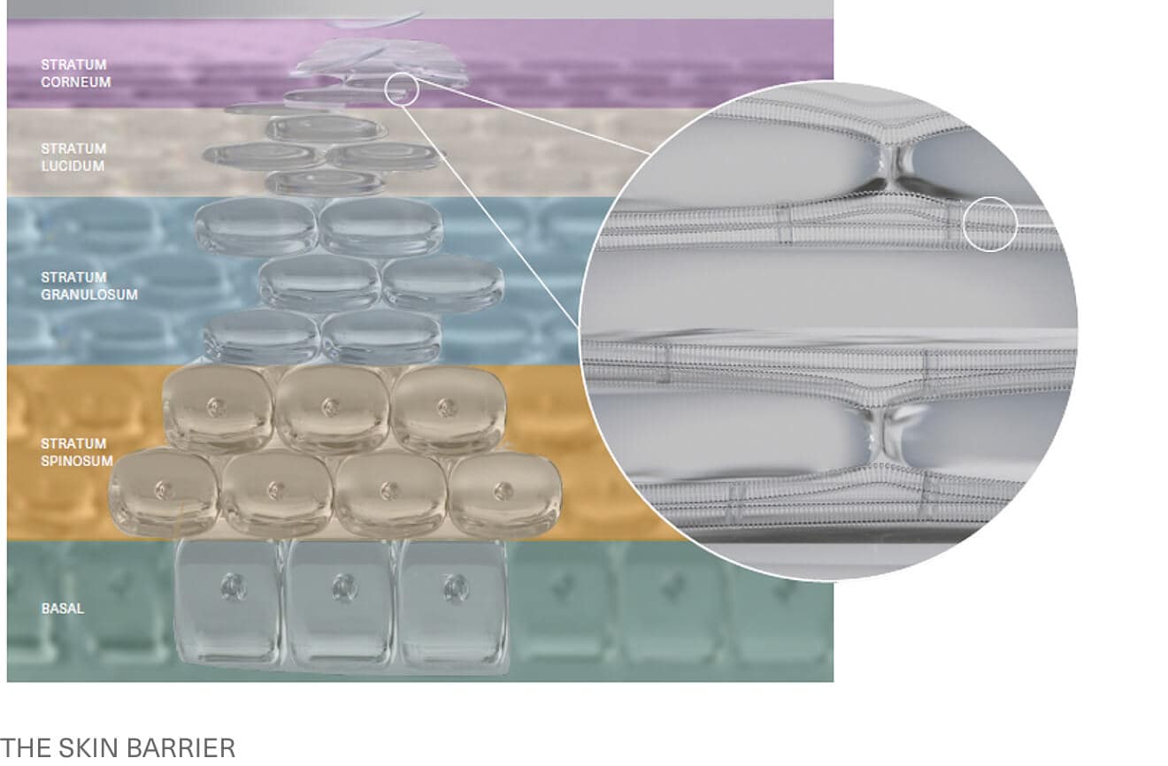 THE SKIN BARRIER